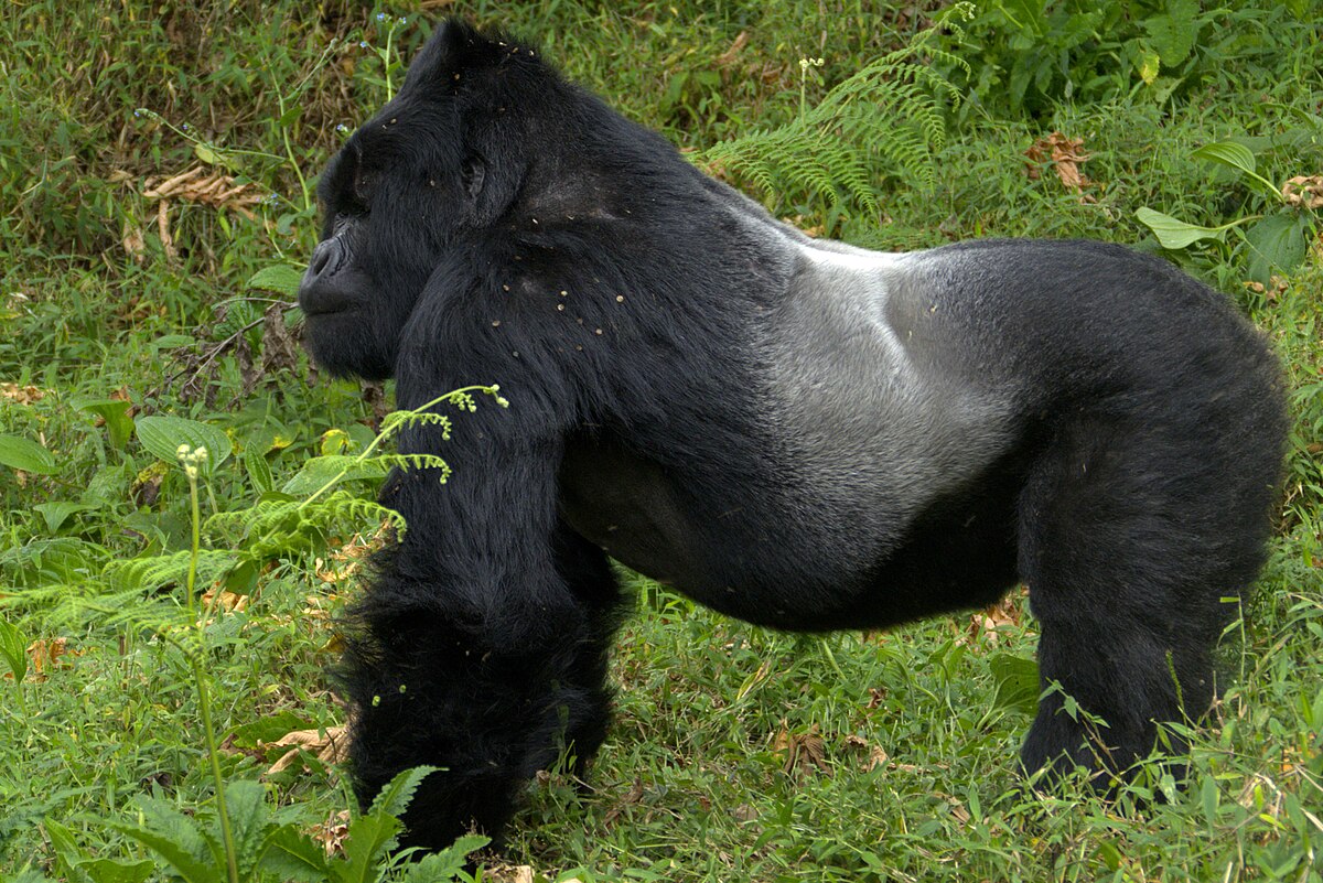 1200px-Male_Gorilla_(181091305)