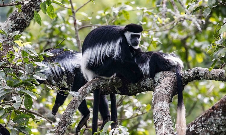 brief Uganda safaris KIBALE NATIONAL PARK