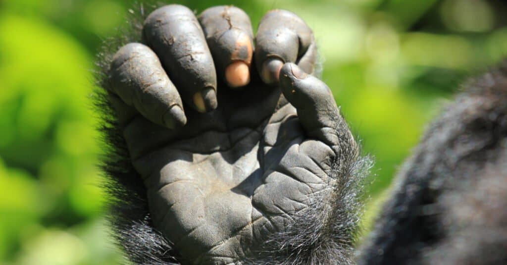 mountain-gorilla-trekking