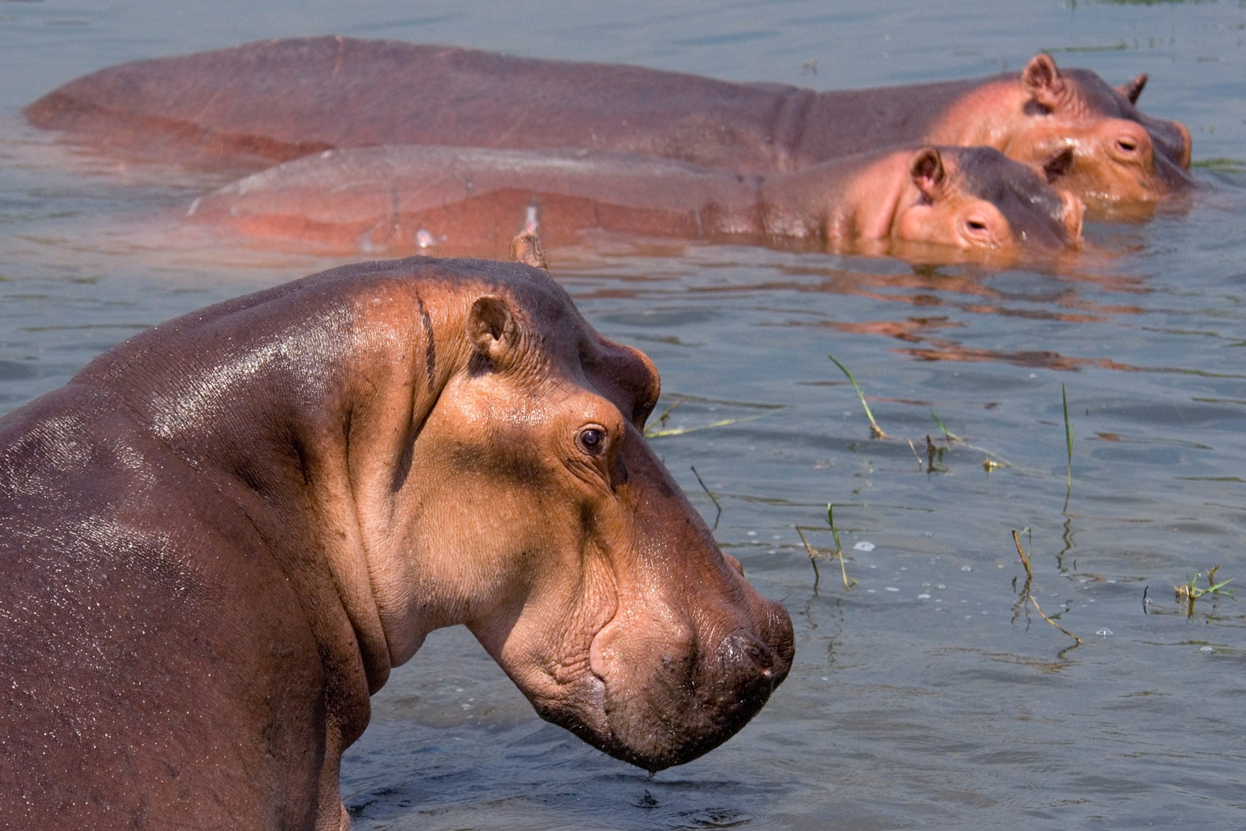 naturepl_01238442_3x2