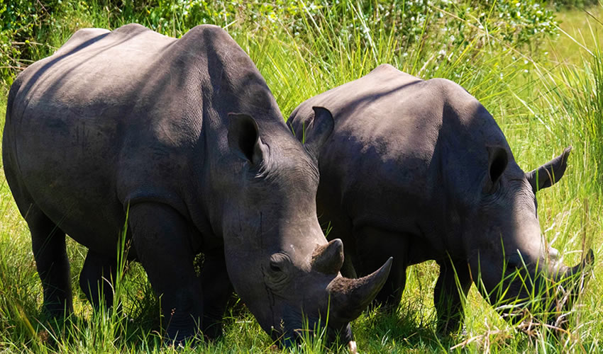 rhinos-grazing-1