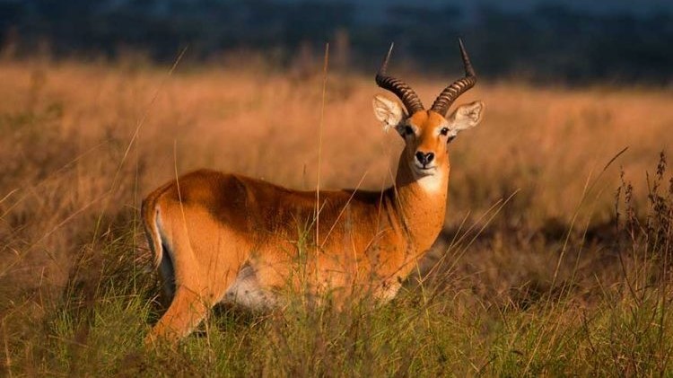 uganda-kob-768x512