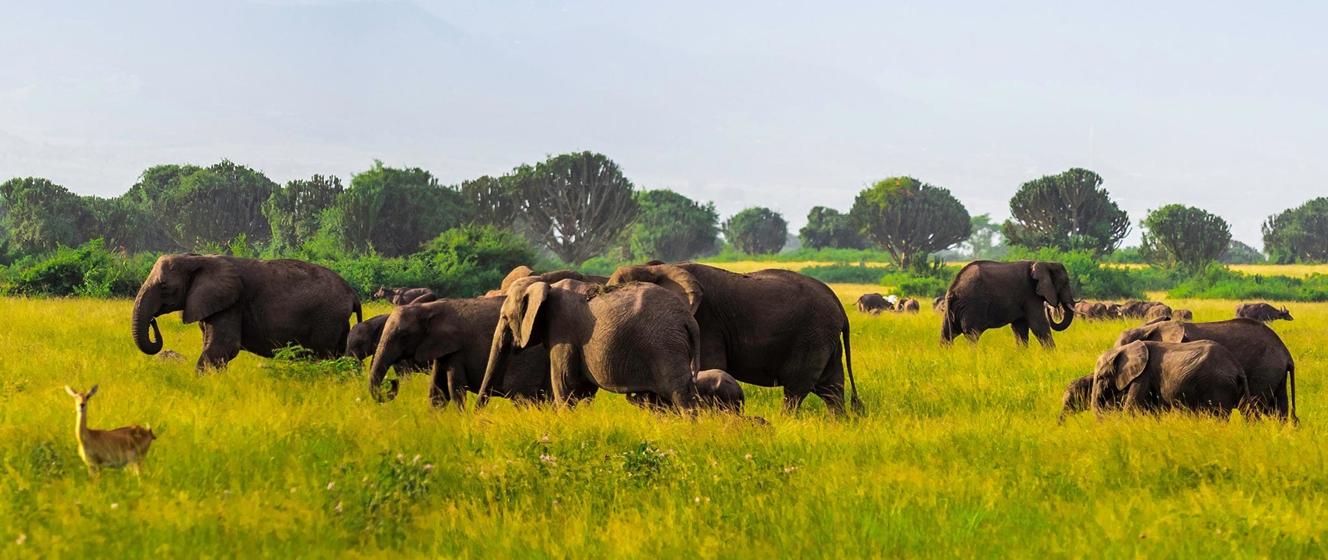 wild-african-elephants-in-queen-elizabeth-national-park-uganda-AdobeStock_480174083-02