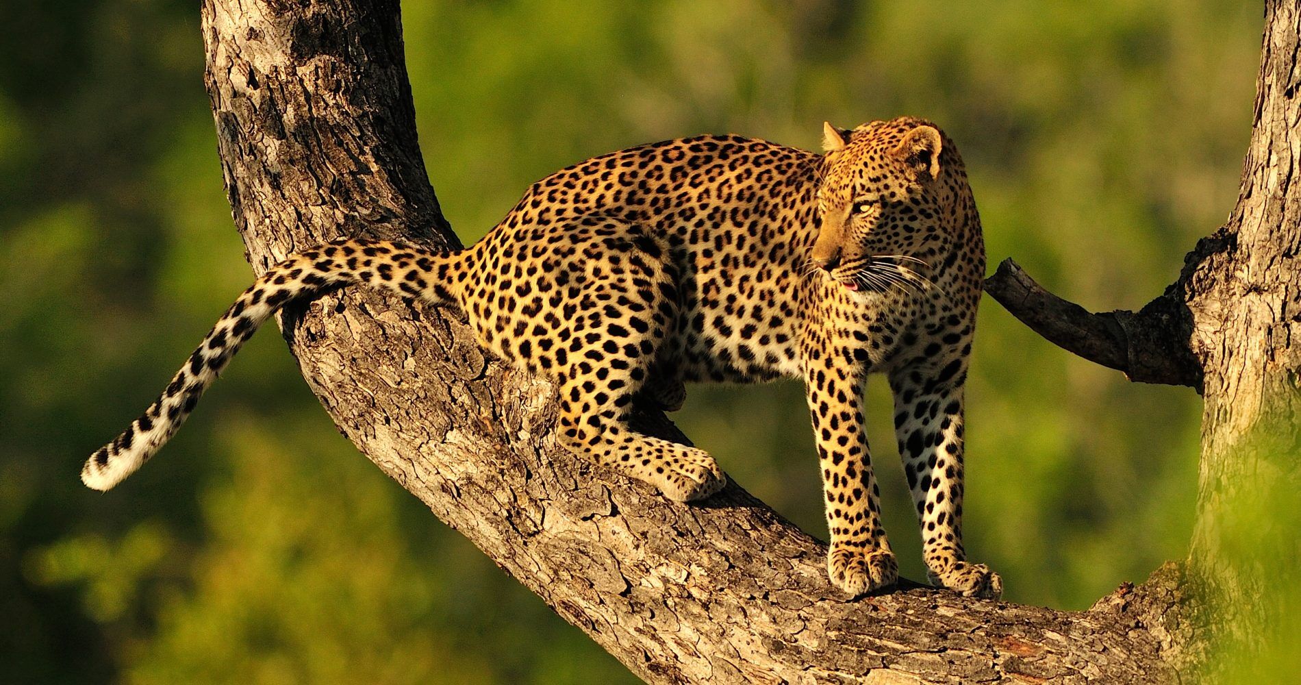 Luipaard-in-boom-Serengeti-Tanzania-Specialist-1900x1000-1 (1)